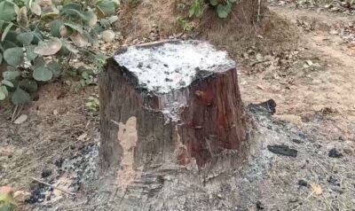 देवरी बीट में बड़े पैमाने पर पेड़ों की कटाई