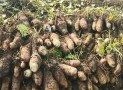 मालवी गराडू के नाम से मिली भौगोलिक पहचान